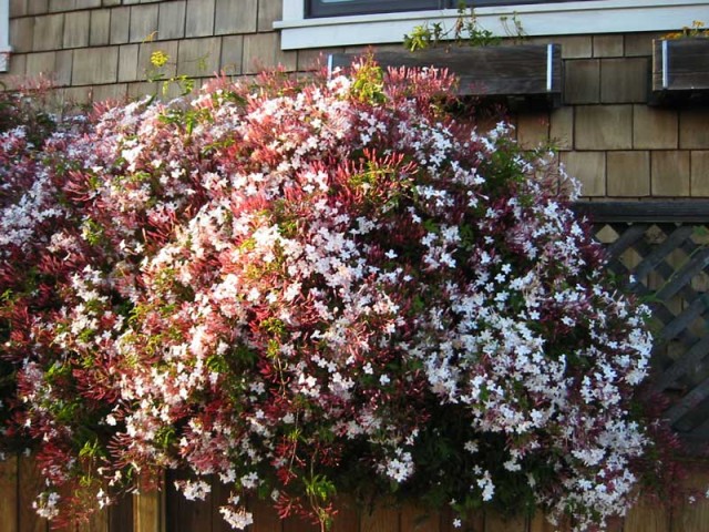 A flowering plant in Berkeley. (In New York, we usually don't see flowering plants during the first week in March.) 