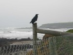 This crow lives near the elephant seals.