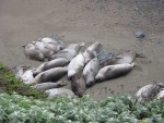 Elephant seals near Morro Bay. Don't worry; they're all alive. Just really tired.