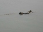 Sea Otters in Morro Bay. The one on the left is nursing a baby, but it's hard to see in the photo...